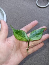 Hoya polyneura silver for sale  EXETER