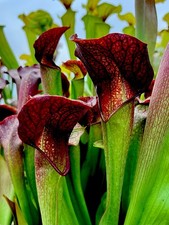 Sarracenia willisii minor for sale  BUDE
