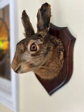 Taxidermy brown hare for sale  ILFRACOMBE