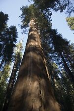 Używany, Sequoiadendron Giganteum - SEKWOJA GIGANTYCZNA - 10 x nasiona - Giant Sequoia Bonsai na sprzedaż  Wysyłka do Poland