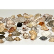 Seashells shells lot for sale  Spring Hill