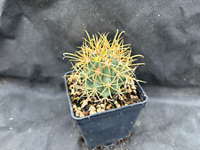 Ferocactus chrysacanthus cactu usato  Massafra