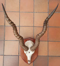 Vintage antique horns for sale  MAIDSTONE