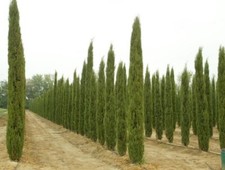 Cupressus sempervirens stricta for sale  Jasper