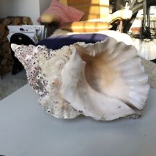 Large conch sea for sale  BRISTOL