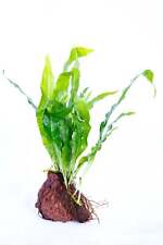 Java fern rock for sale  MARKET RASEN