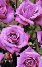 Miniature roses purple for sale  COVENTRY