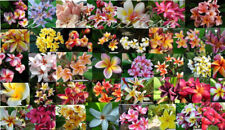 10  SEMI DI PLUMERIA -FRANGIPANI - POMELIA- VARIETA' "MIX DI COLORI" comprar usado  Enviando para Brazil