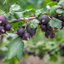Jostaberry bush 9cm for sale  GLASGOW