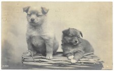 Two puppies real for sale  LIPHOOK