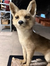 Fuchs präperat tierpräperat gebraucht kaufen  Osterode