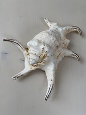 Große meeresschnecke großer gebraucht kaufen  Hofheim