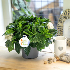 Fragrance gardenia jasminoides for sale  BIRMINGHAM