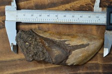 Beautiful genuine megalodon for sale  UK