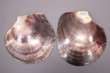 oyster pearl for sale  LEEDS