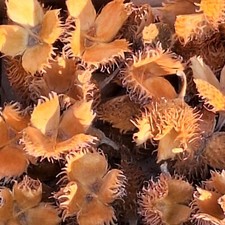 Bucheckern hülsen 100 gebraucht kaufen  Langenberg