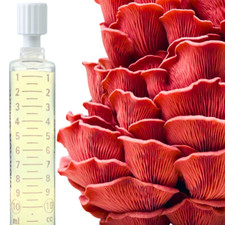 Pilzwunder flüssigmyzel pilze gebraucht kaufen  Landesbergen