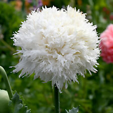 500 white cloud for sale  Spring Branch