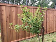 Cedar zeder zaun gebraucht kaufen  Auetal