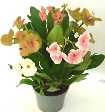 Christusdorn euphorbia rosa gebraucht kaufen  Gronau