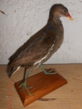 Ancienne taxidermie oiseau d'occasion  France