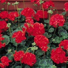 Established red coloured for sale  DRIFFIELD
