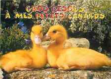 Animaux oiseaux canards d'occasion  Fruges