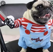 Pet chucky dogs for sale  LIVERPOOL