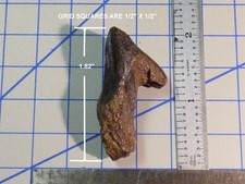 Adult rooted triceratops for sale  Watertown