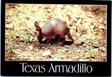 Texas baby armadillo for sale  Cary