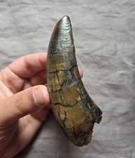 Monster rex tooth for sale  Staten Island