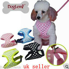 Dhc dog puppy for sale  LONDON