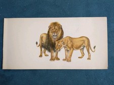 Löwen leipziger zoo gebraucht kaufen  Göttingen