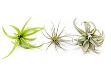 Tillandsia inca air for sale  Saint Augustine