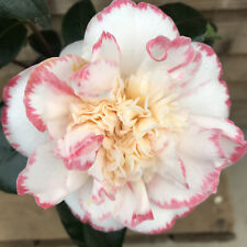 Camellia margaret davis for sale  YORK