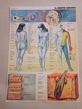 Tavola anatomia colori usato  Tivoli