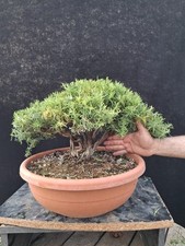 Bonsai rosmarino usato  Montevarchi