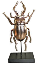 Stag beetle cyclommatus for sale  Indianapolis