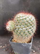 Mammillaria bombicina vivaio usato  Massafra