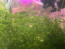 10g java moss for sale  HEANOR
