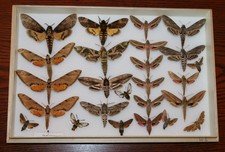 Butterfly x25 sphingidae for sale Butterfly x25 sphingidae for sale  RUGELEY
