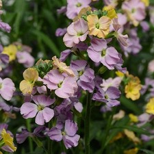 Erysimum cheers sun for sale  UK