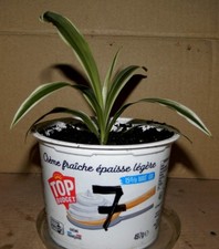 plante chlorophytum d'occasion  La Voulte-sur-Rhône
