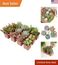 Live succulents 12pc for sale  Beverly Hills