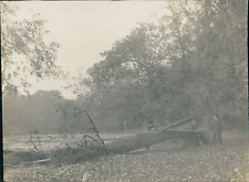 Lorraine coupe arbre d'occasion  Pagny-sur-Moselle