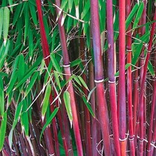 Red umbrella bamboo for sale  LONDON