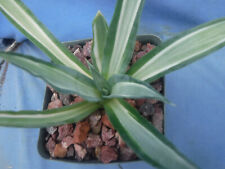 Agave desmettiana quicksilver for sale  Tucson