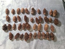Pine cone lot for sale  Council Bluffs