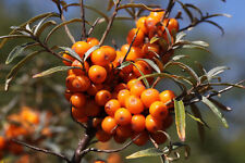 Sea buckthorn hippophae for sale  Shipping to Ireland