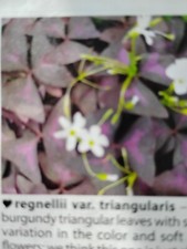 Set sm. plants for sale  Morrilton